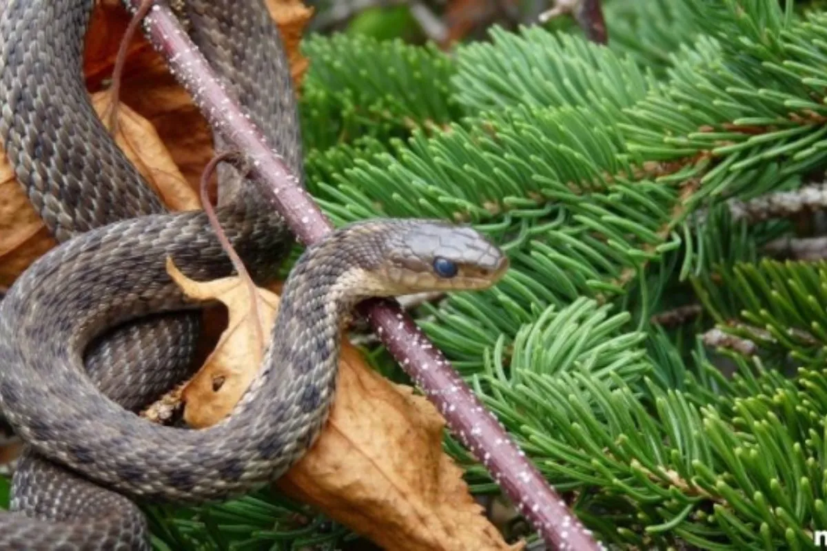 đi đường gặp rắn đặt cược con gì