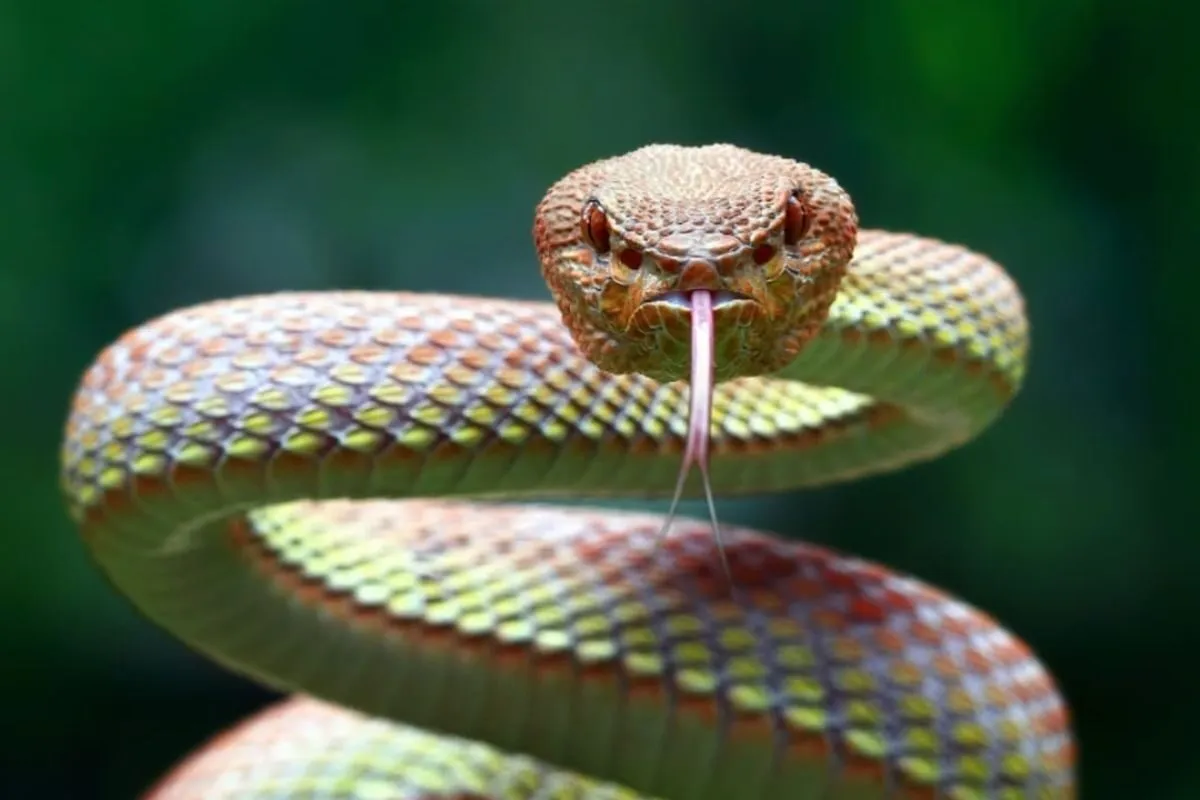 đi đường gặp rắn đặt cược con gì